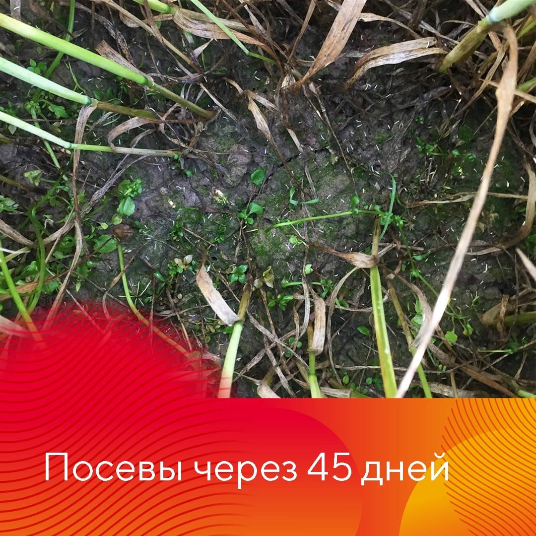 Новые гербициды «Августа» — Балерина® Форте и НордСтрим®