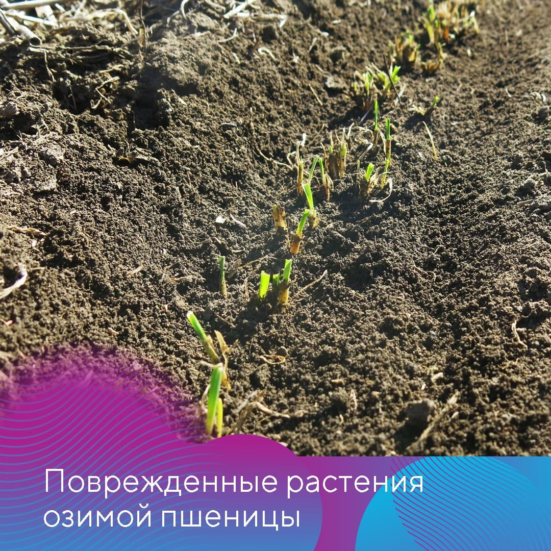 Менеджер-технолог представительства «Августа» в Ставрополе Владислав Панченко октябрь 2022