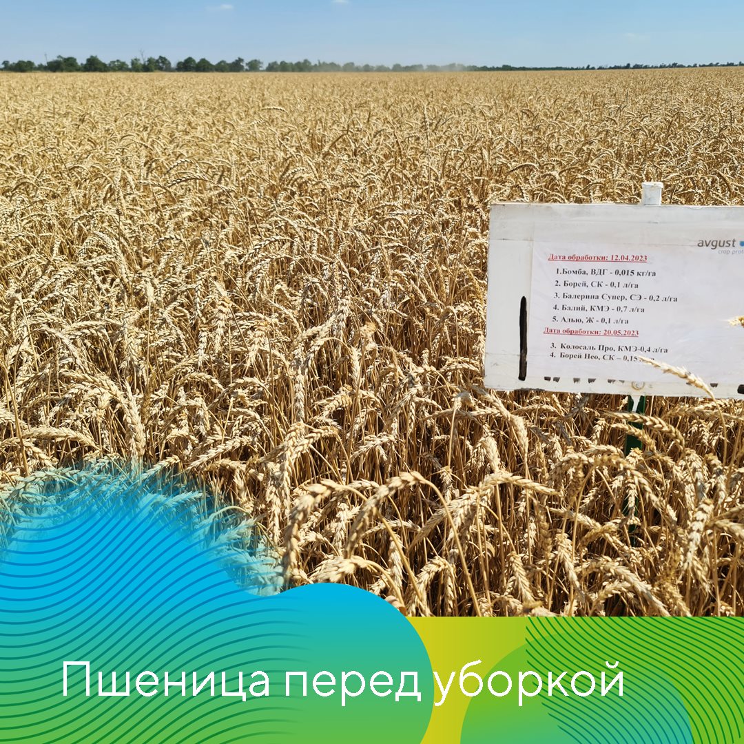 Защита пшеницы в Ставропольском крае июль 2023