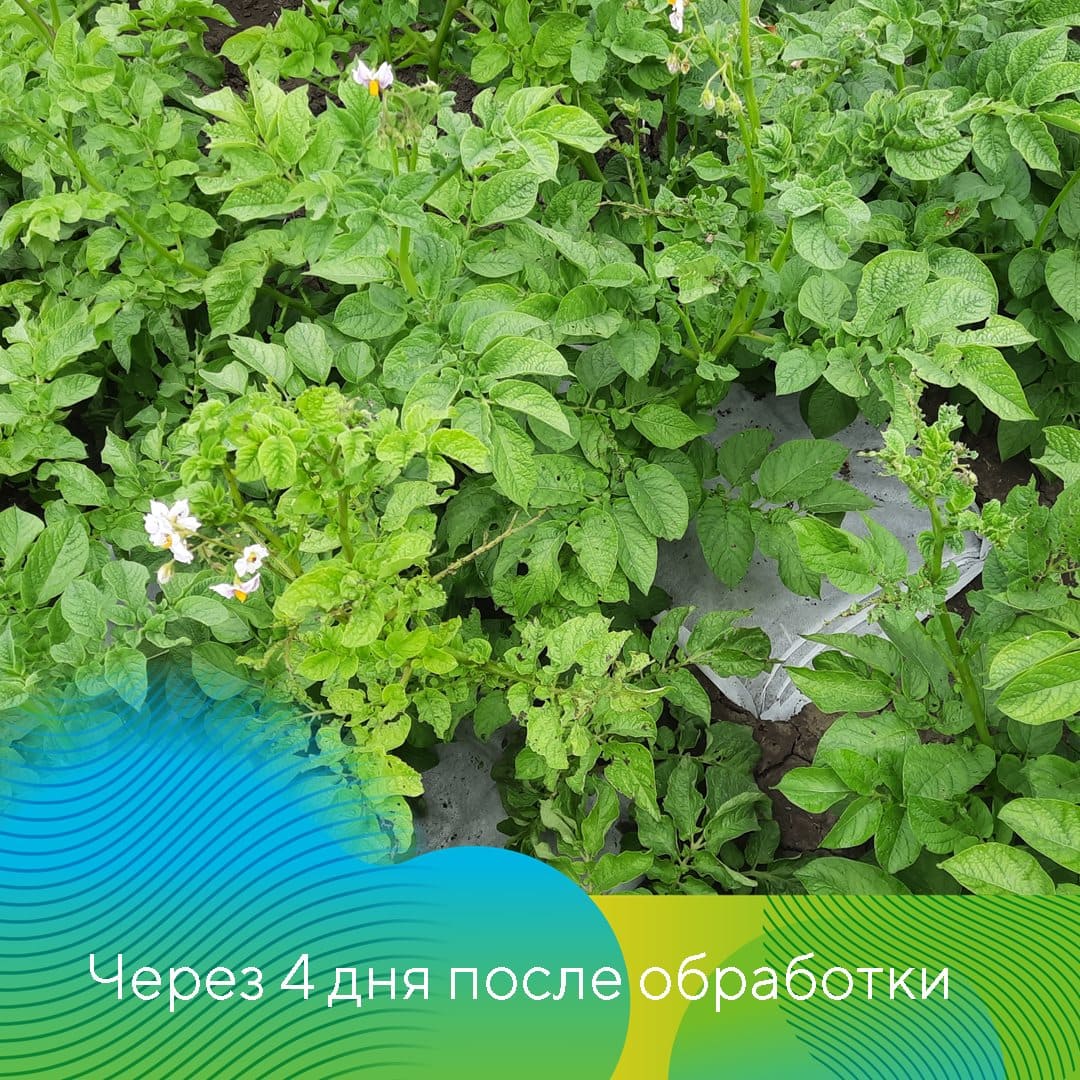 Инсектицид Скутум® против колорадского жука на картофеле сорта Сильвана