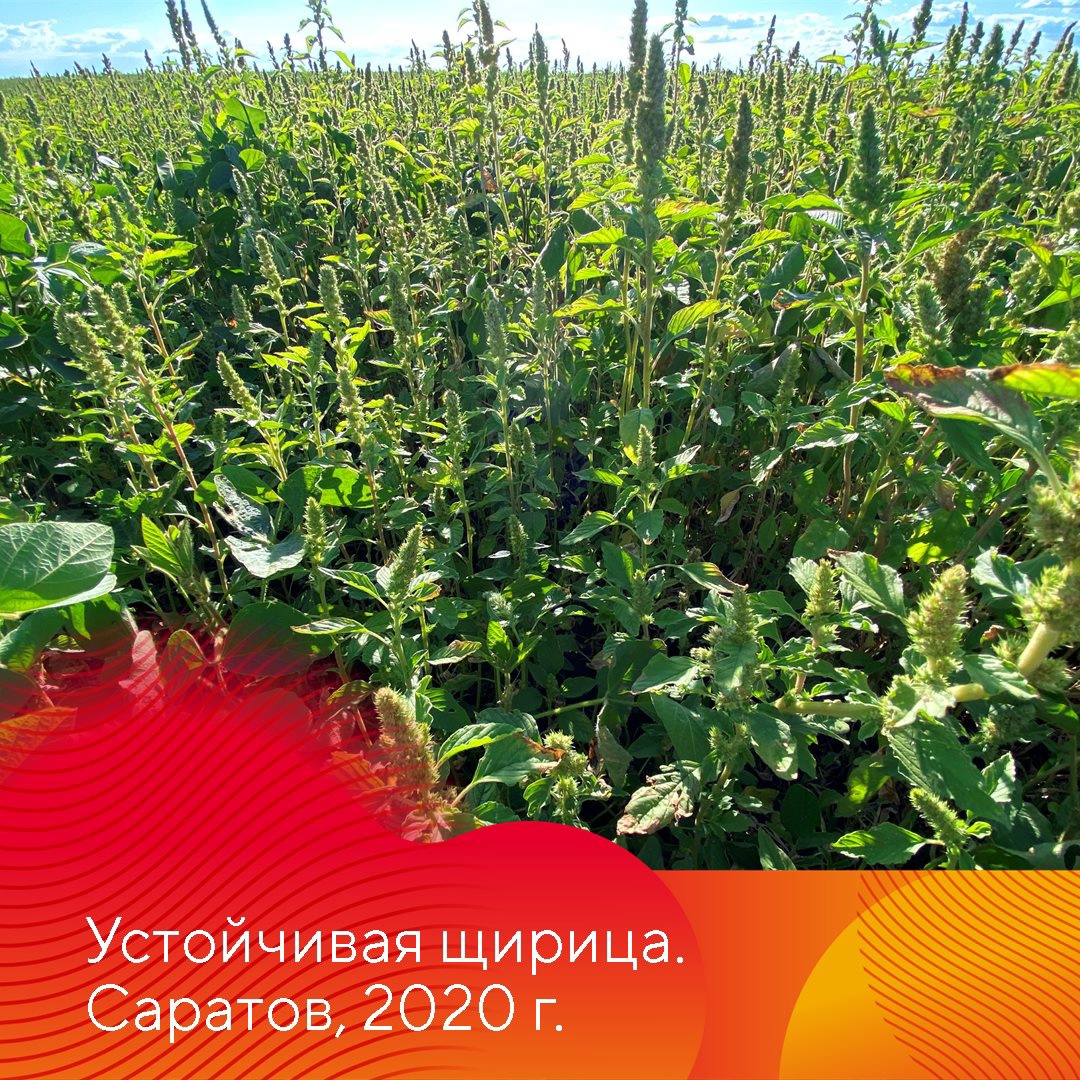 Испытание Нексуса на сое