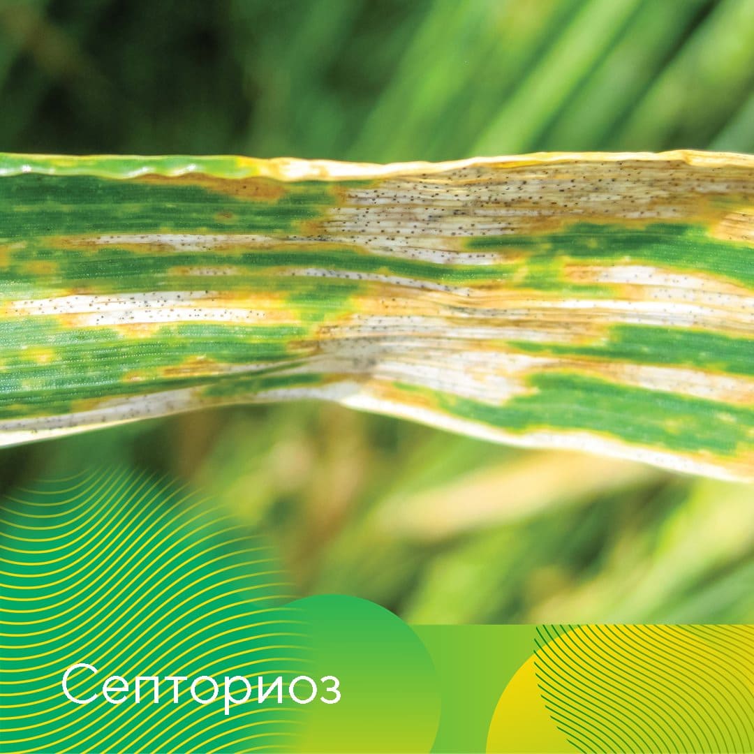 Менеджер-технолог «Августа» в с. Кочубеевском Ставропольского края Елена Шек