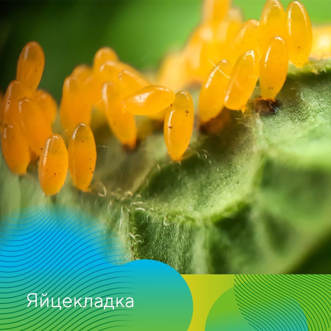 Инсектицид Скутум® против колорадского жука на картофеле сорта Сильвана