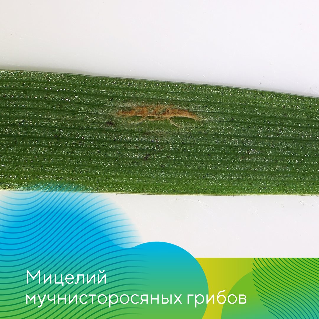  «АгроЛаборатория-Ливны» октябрь 2023