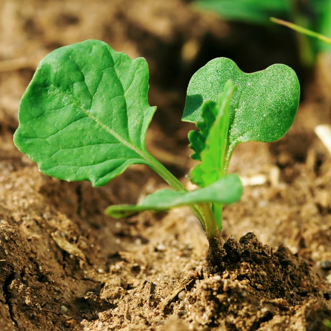 Яровой рапс. Протравливать нужно!