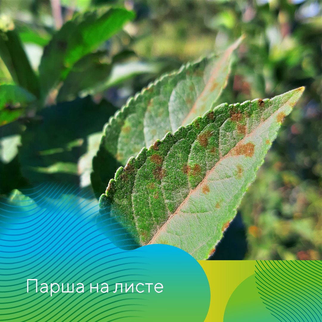 Защита сада 2022