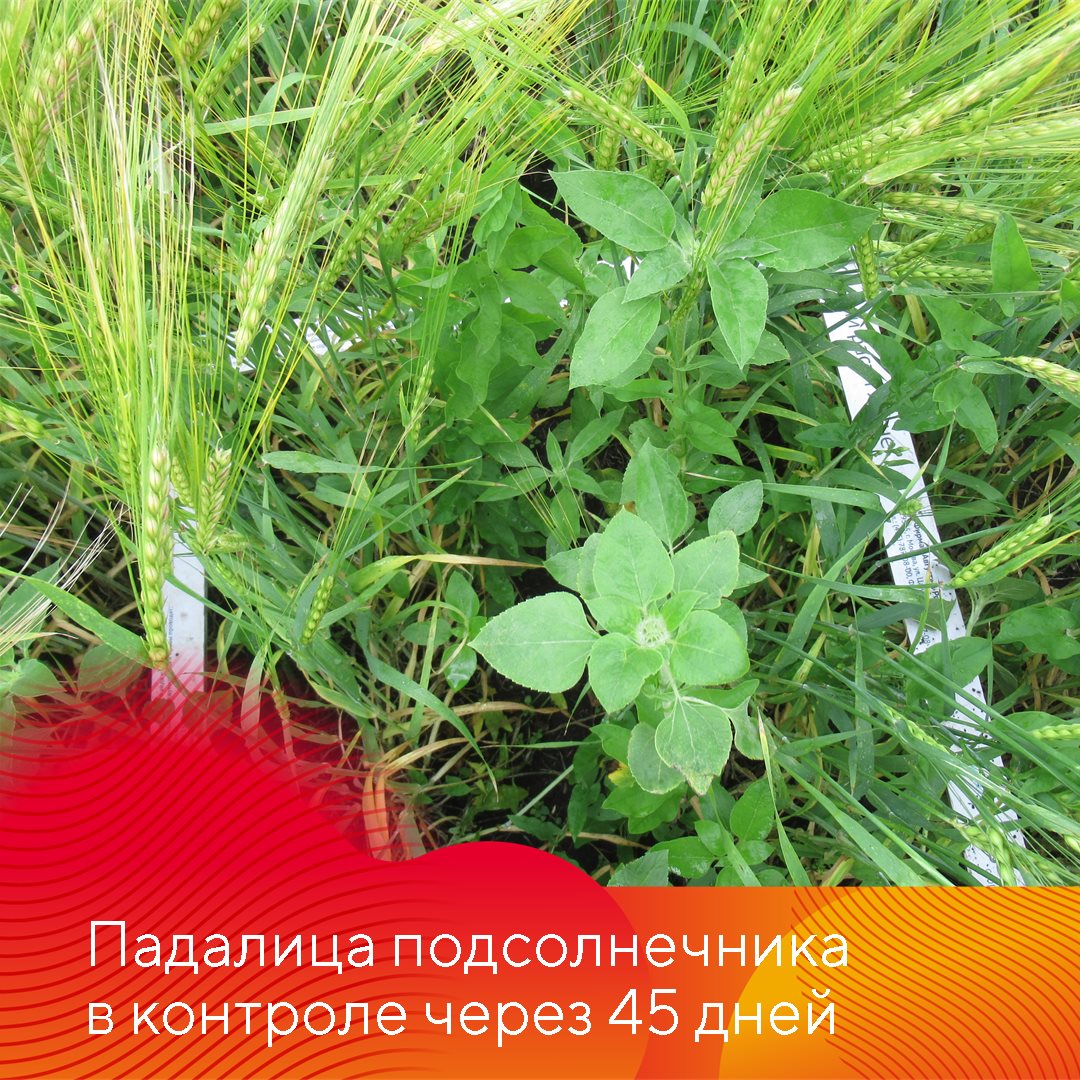 Падалица подсолнечника 27.03