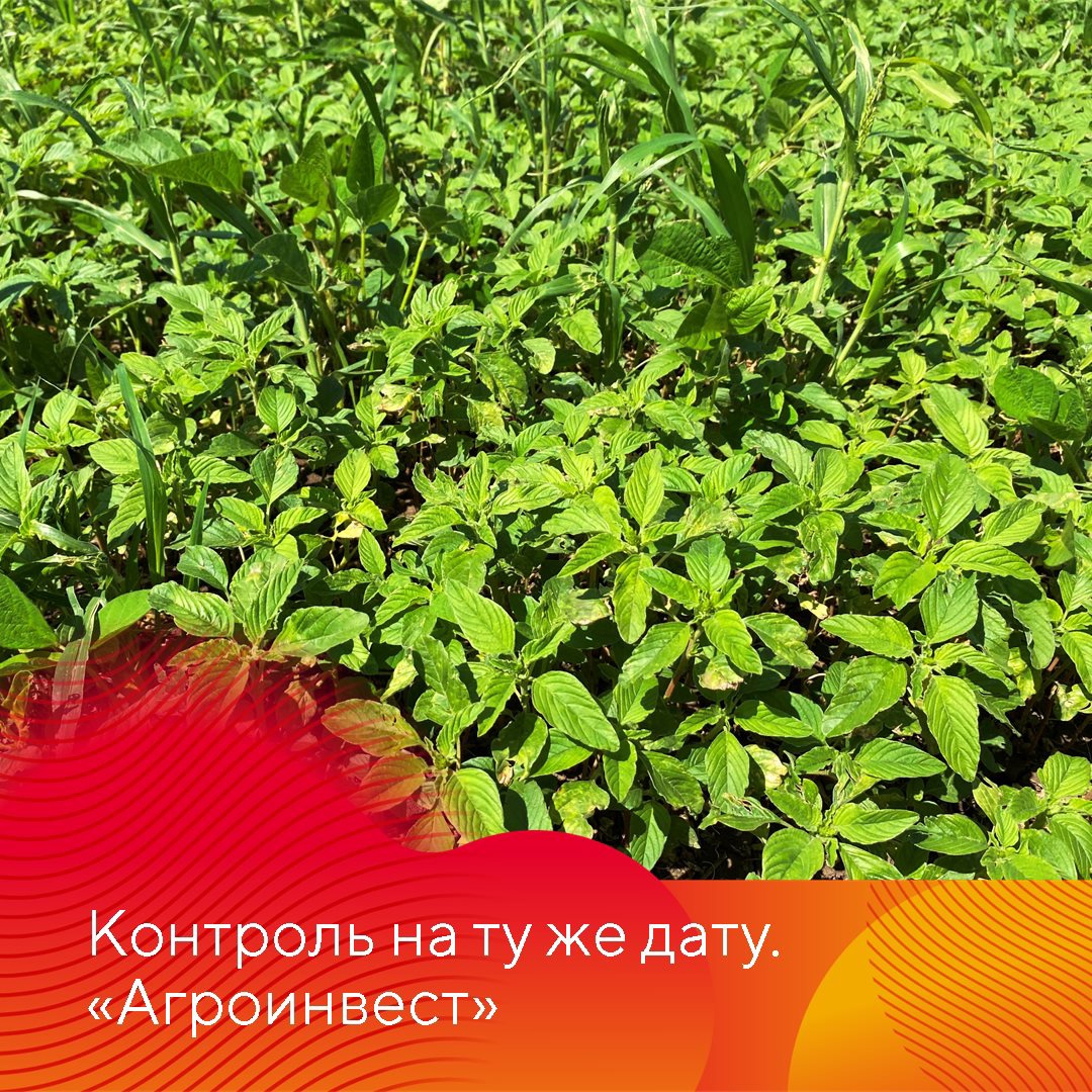 Испытание Нексуса на сое