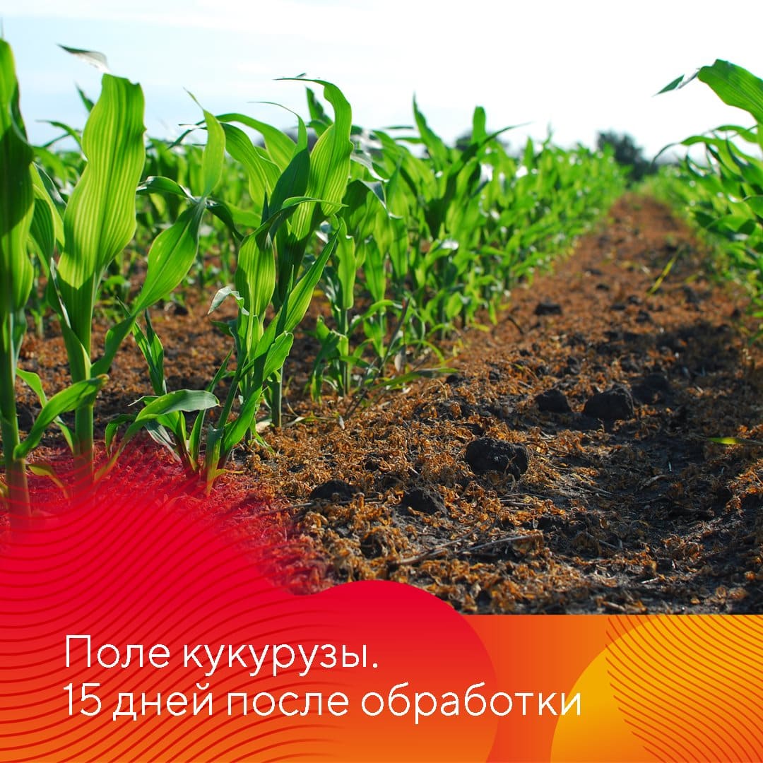 Фултайм® – новый трехкомпонентный гербицид для защиты кукурузы