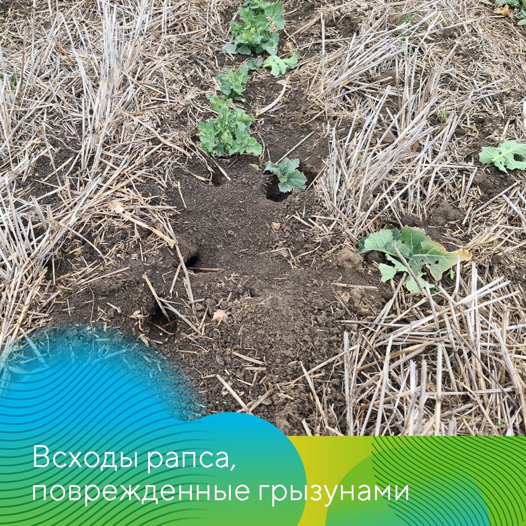 Теплые зимы 2020 и 2021 годов