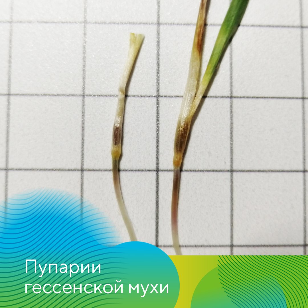 «АгроЛаборатория-Ливны» 12.12