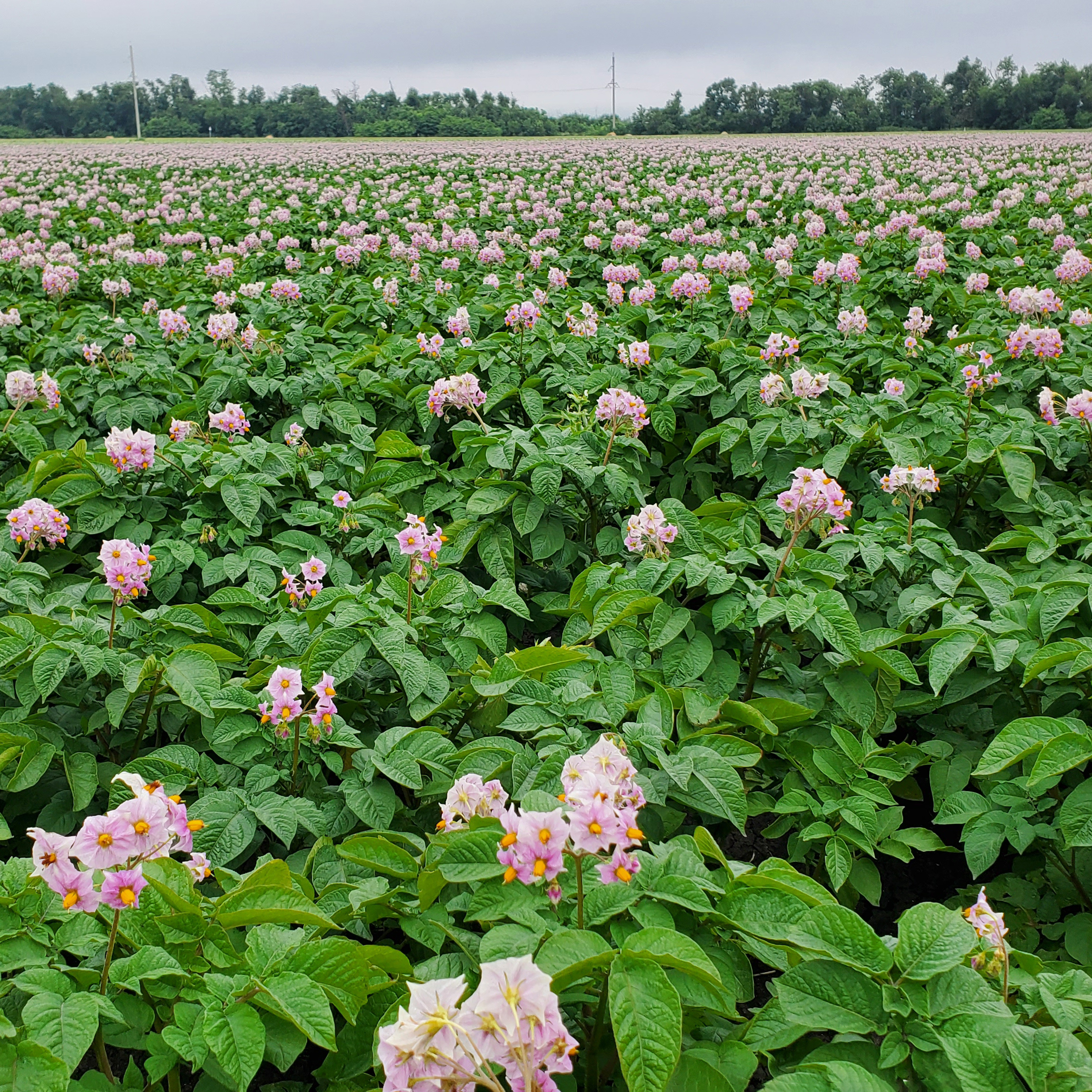 ООО Фирма «Хаммер»