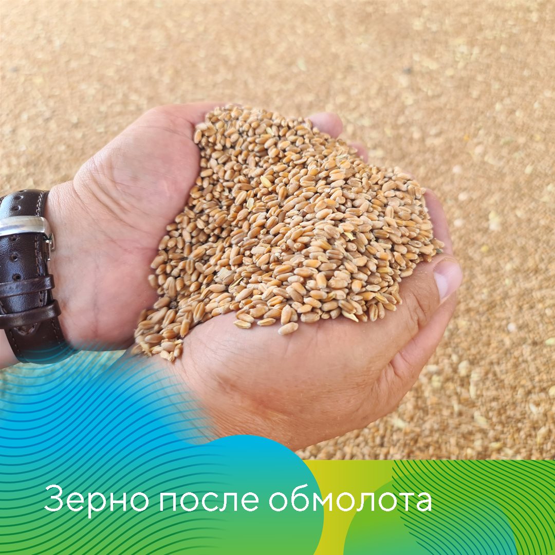 Защита пшеницы в Ставропольском крае июль 2023