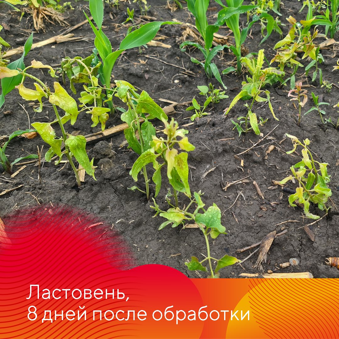 Работает Фултайм июнь 2023