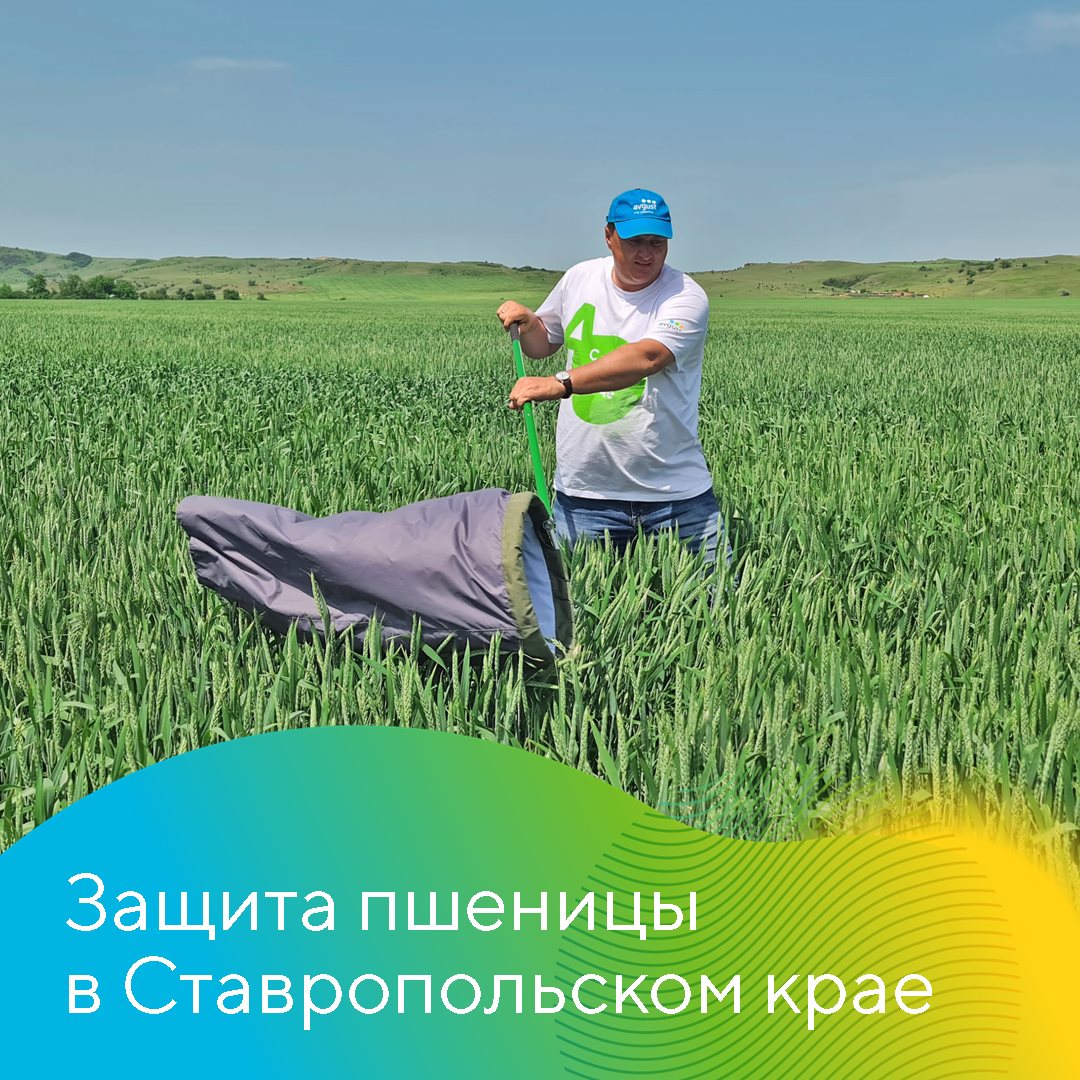 Защита пшеницы в Ставропольском крае июль 2023