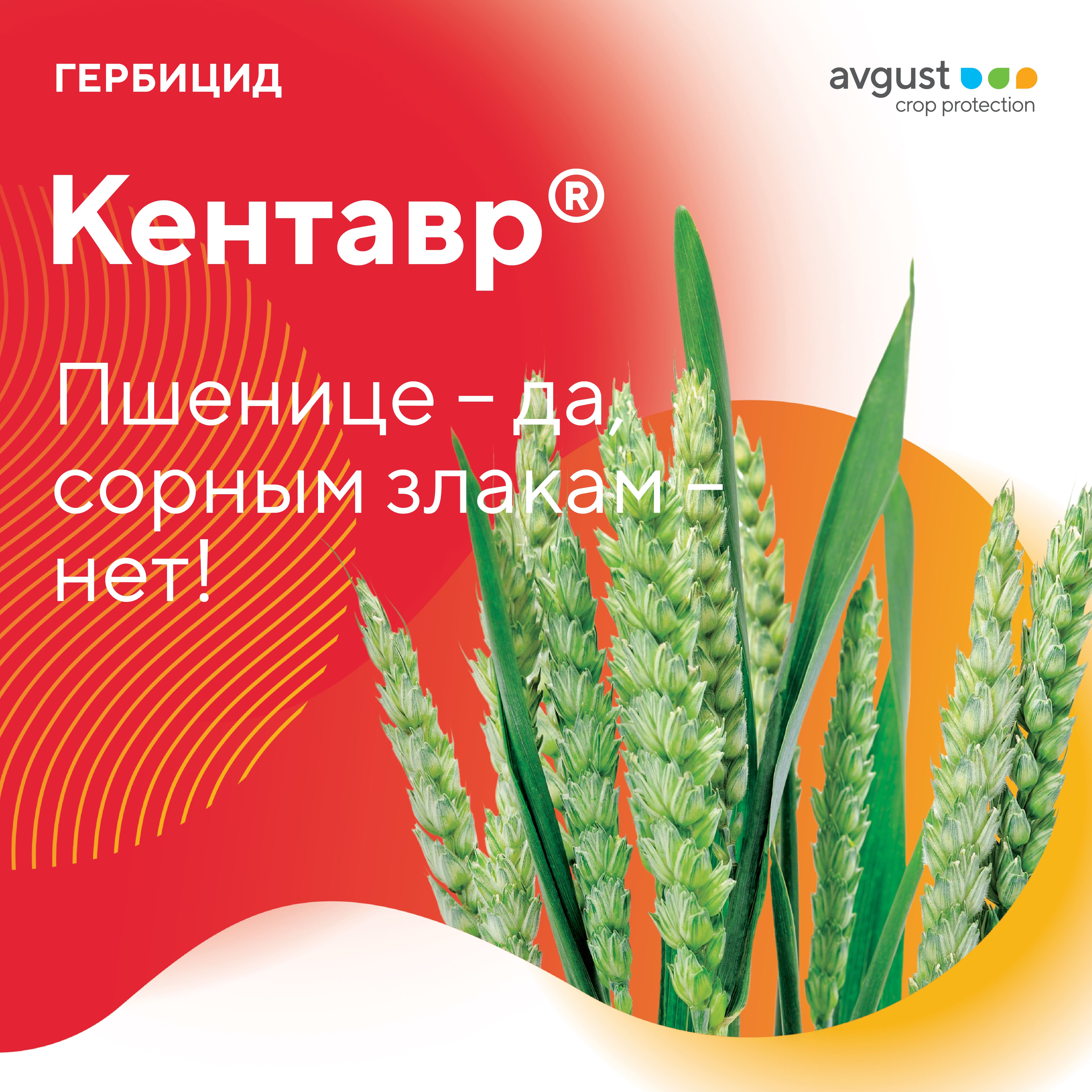 Кентавр® – новый граминицид для защиты посевов яровой и озимой пшеницы