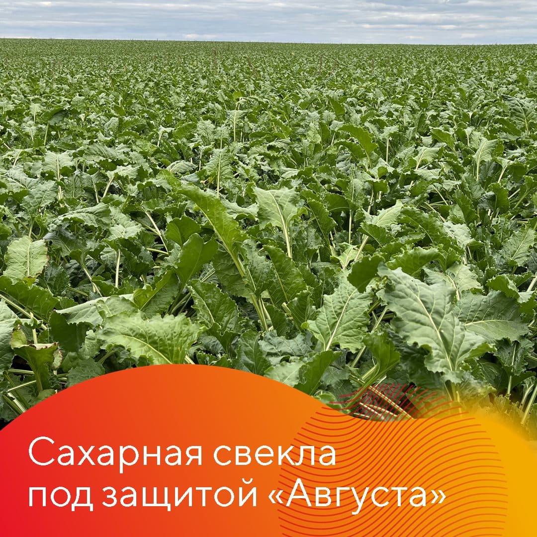 Поля сахарной свеклы ГК «Русагро» в Орловской и Белгородской областях