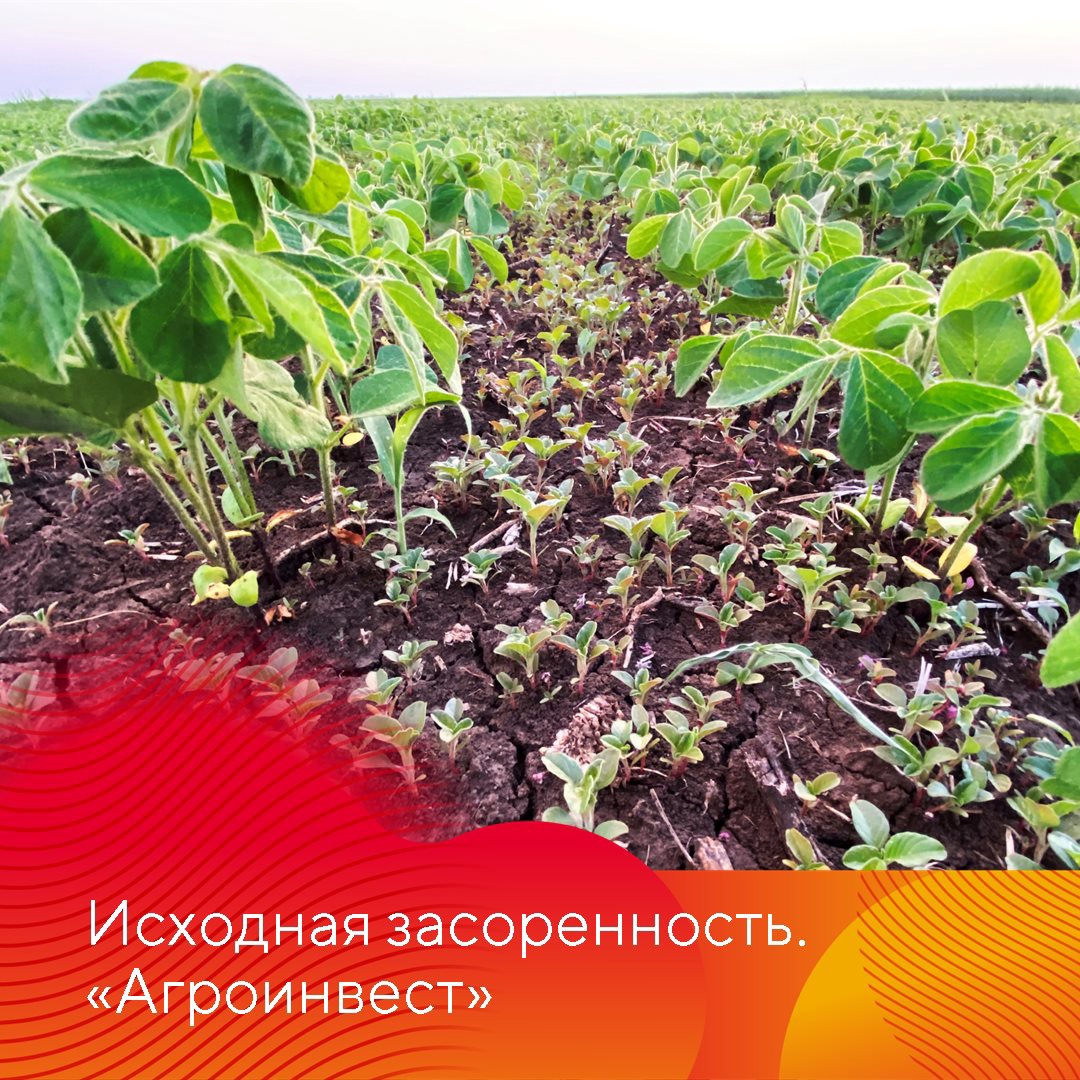 Испытание Нексуса на сое