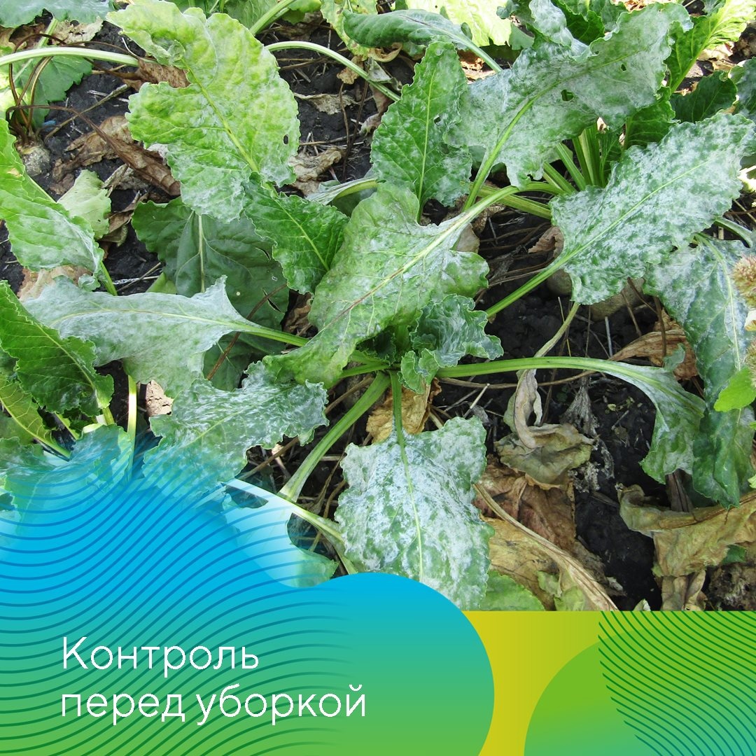 Фунгициды на сахарной свекле
