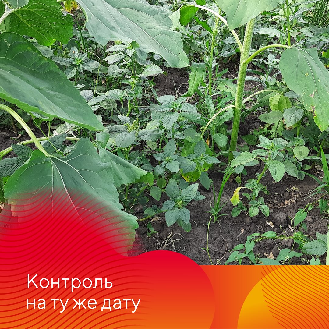 Питон® – системный гербицид с почвенным действием.