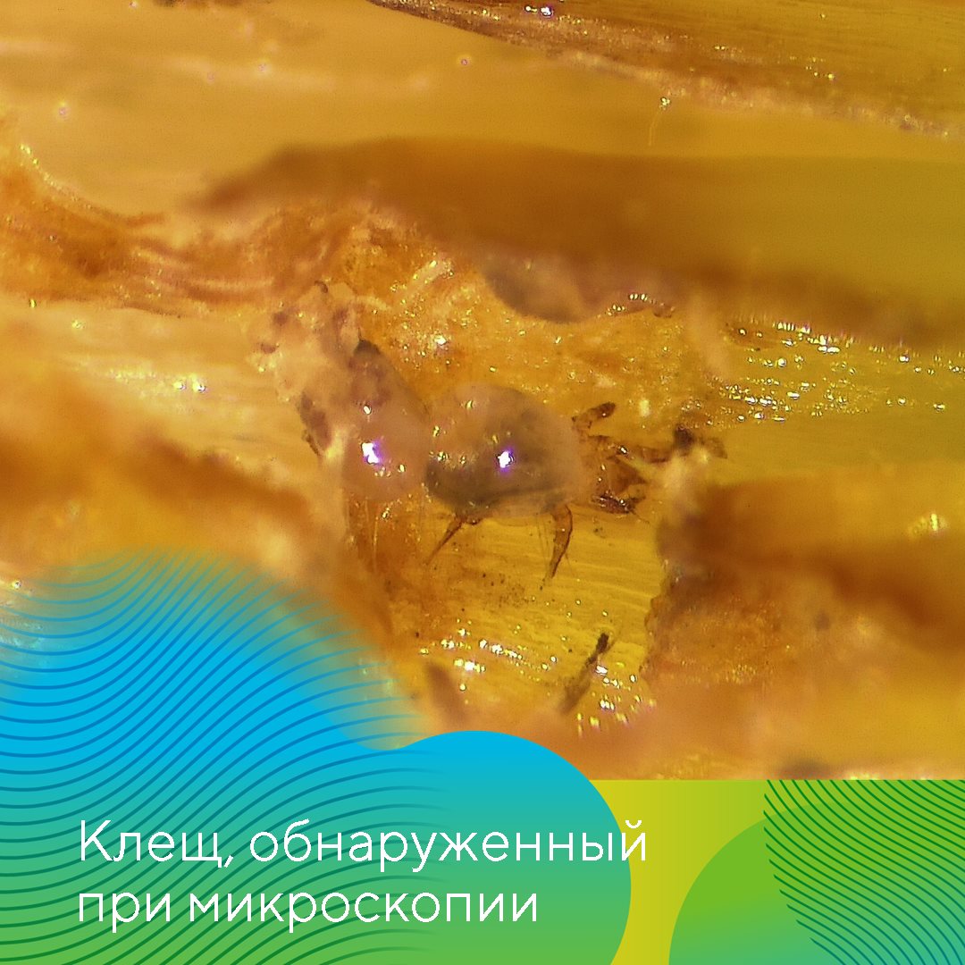  «АгроЛаборатория-Ливны» октябрь 2023