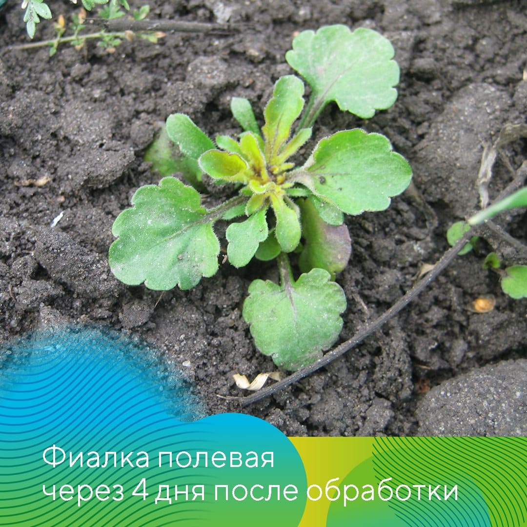 О состоянии озимых культур в Татарстане 2023 май