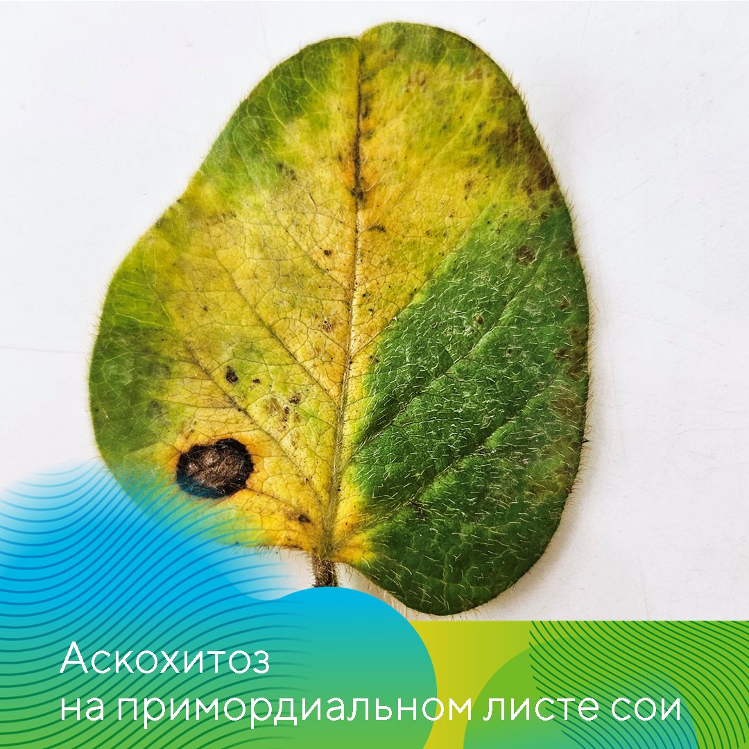 Агрохолдинг «Юность»