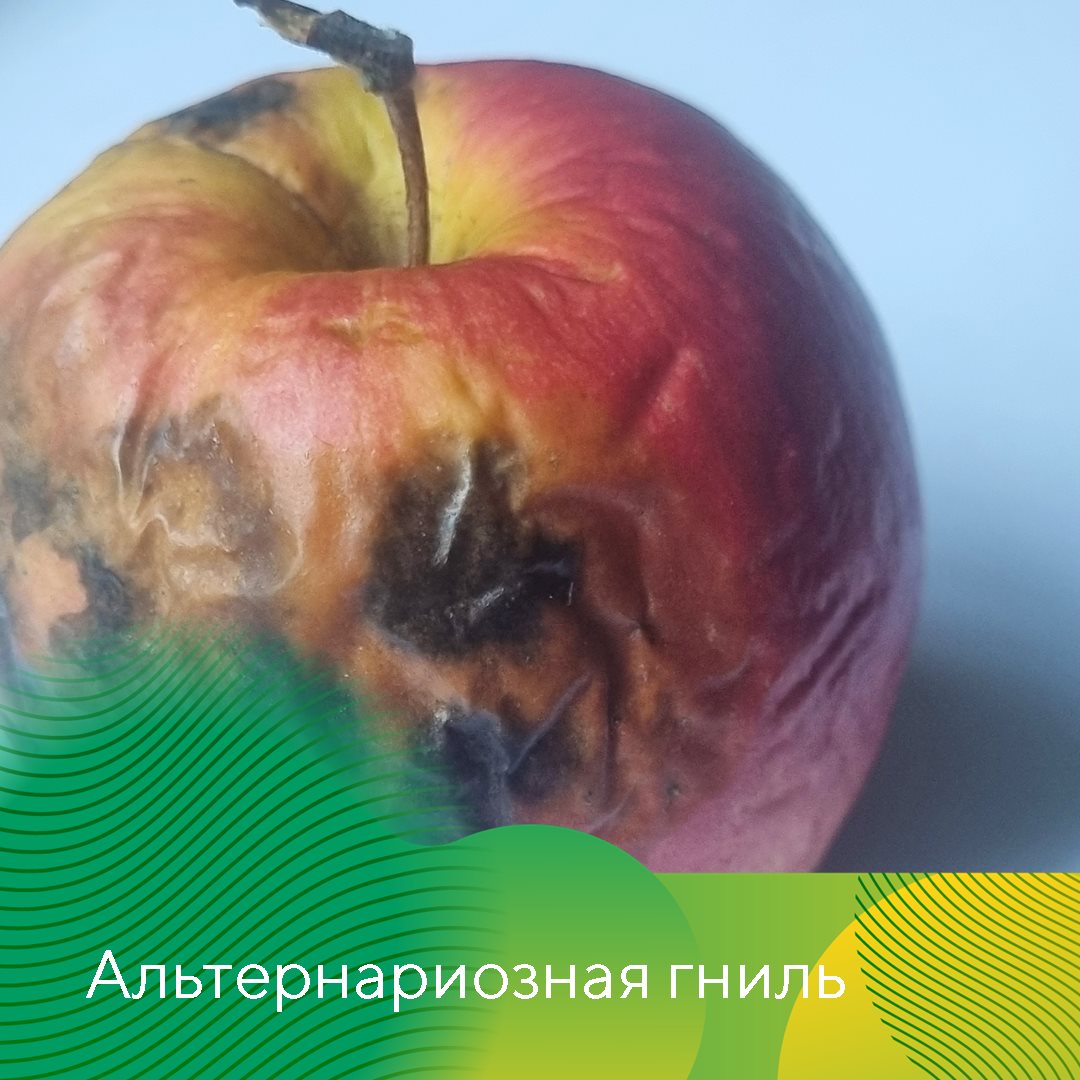 Пост 5.08.2026