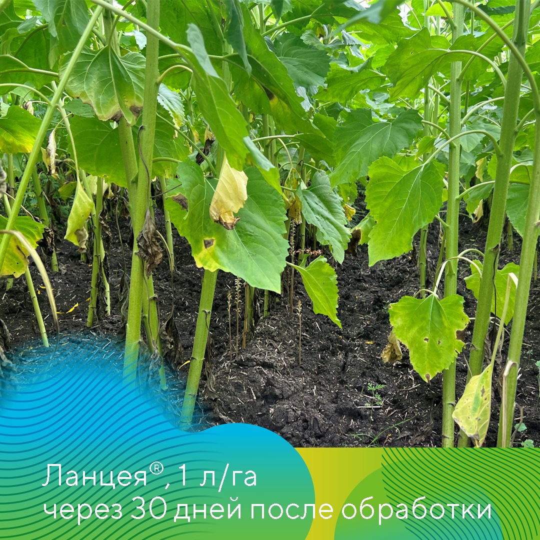 Пост 19.06.2025