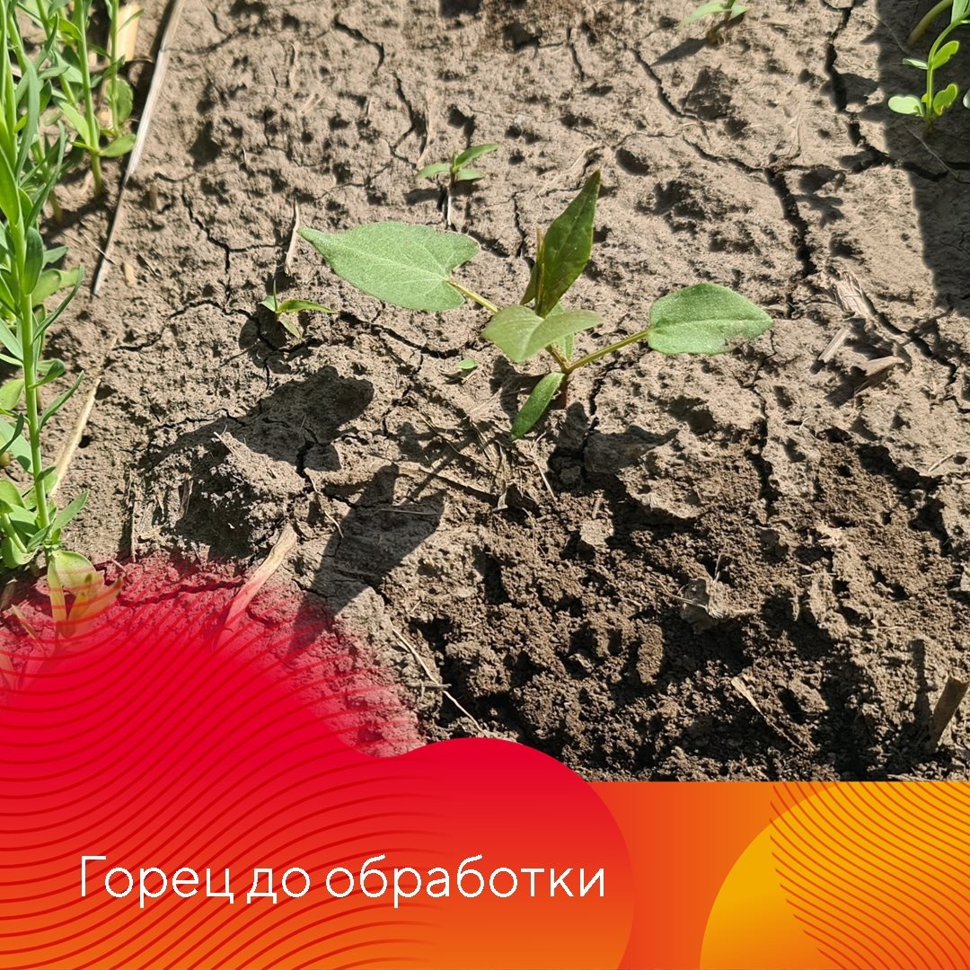 Результаты применения гербицидов на льне