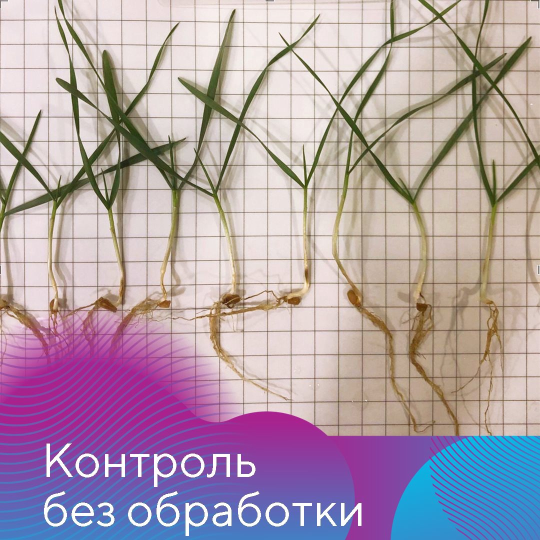 Испытания протравителей в «Август-Муслюм»