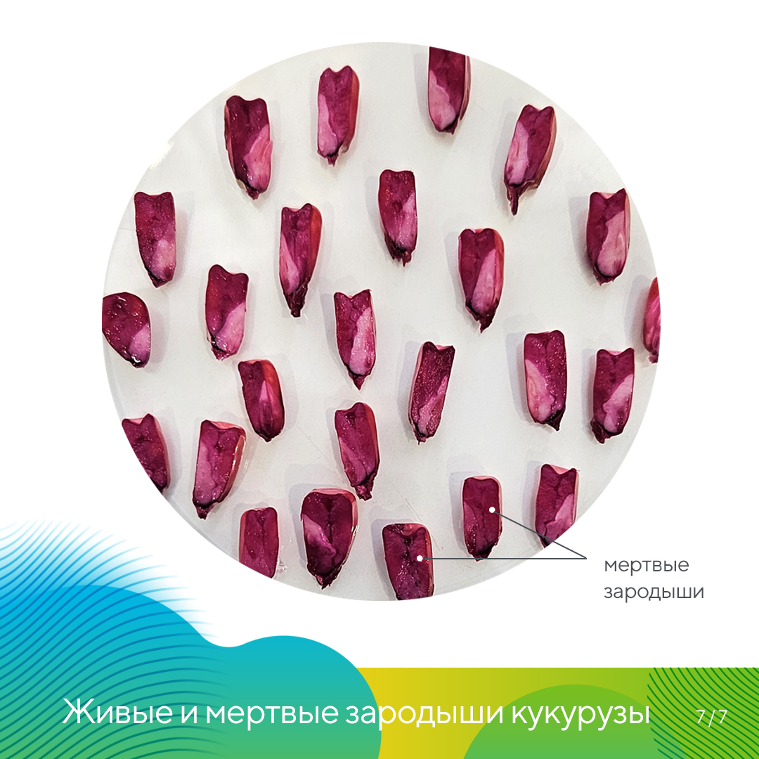 в агролаборатории «Августа» 2023