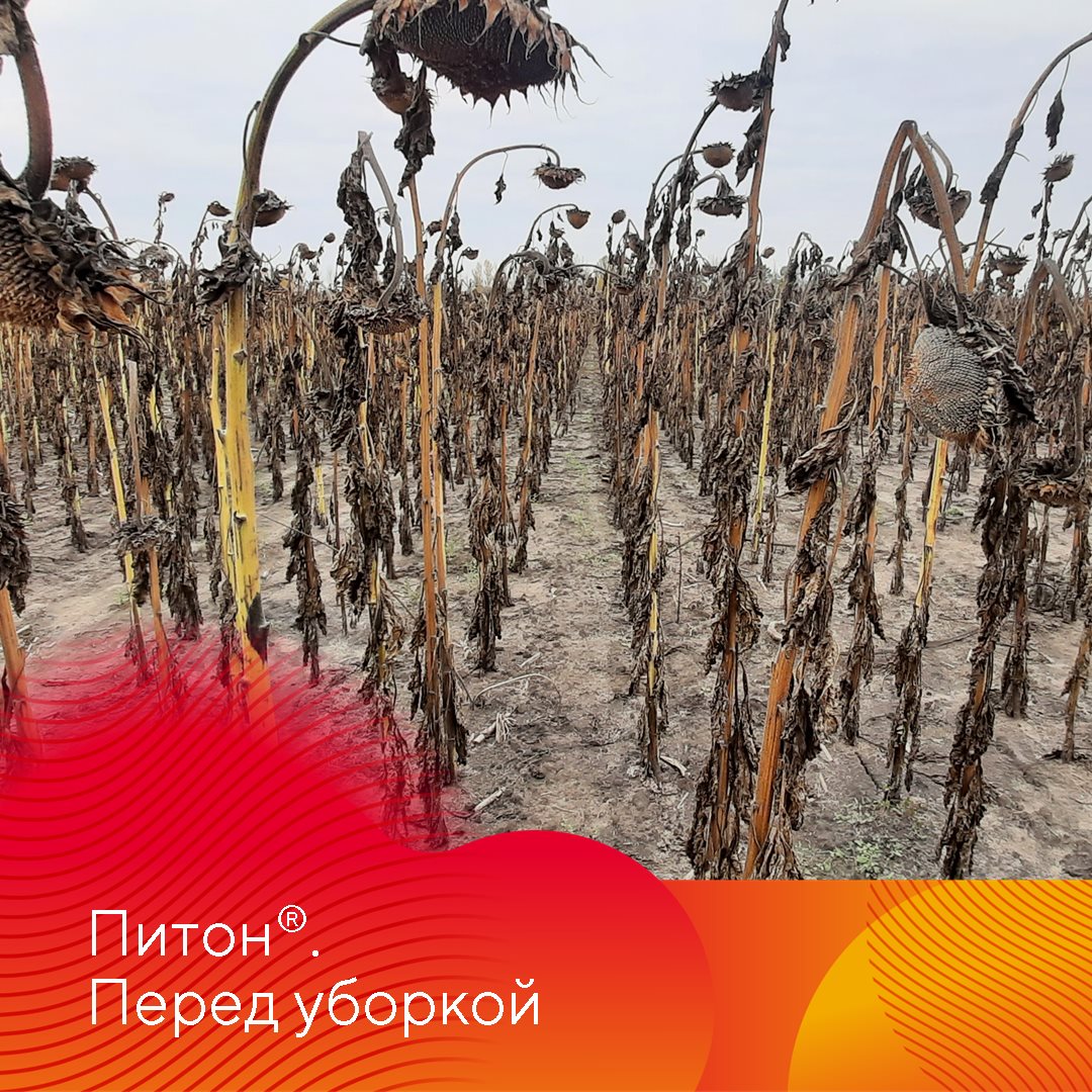 Питон® – системный гербицид с почвенным действием.