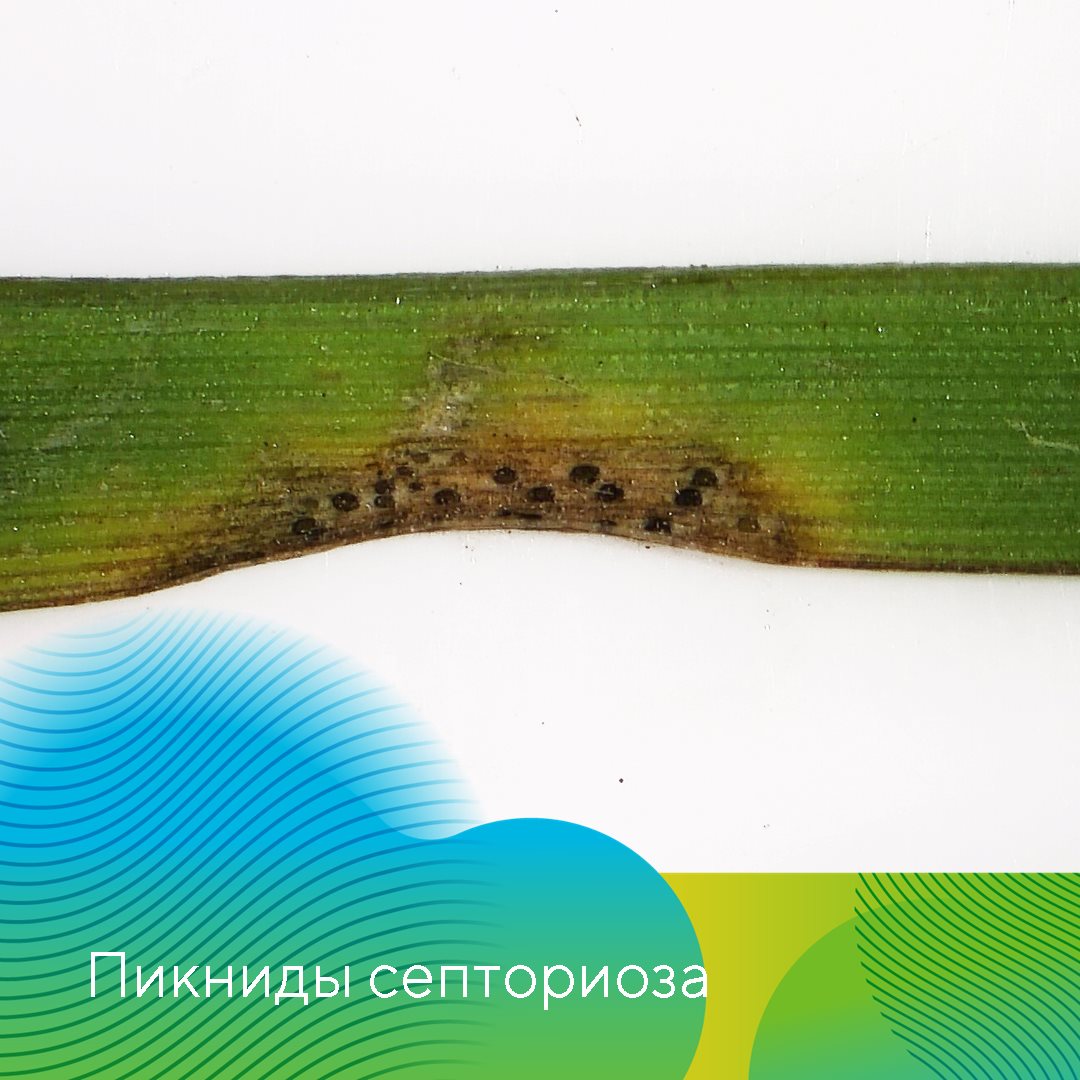  «АгроЛаборатория-Ливны» октябрь 2023