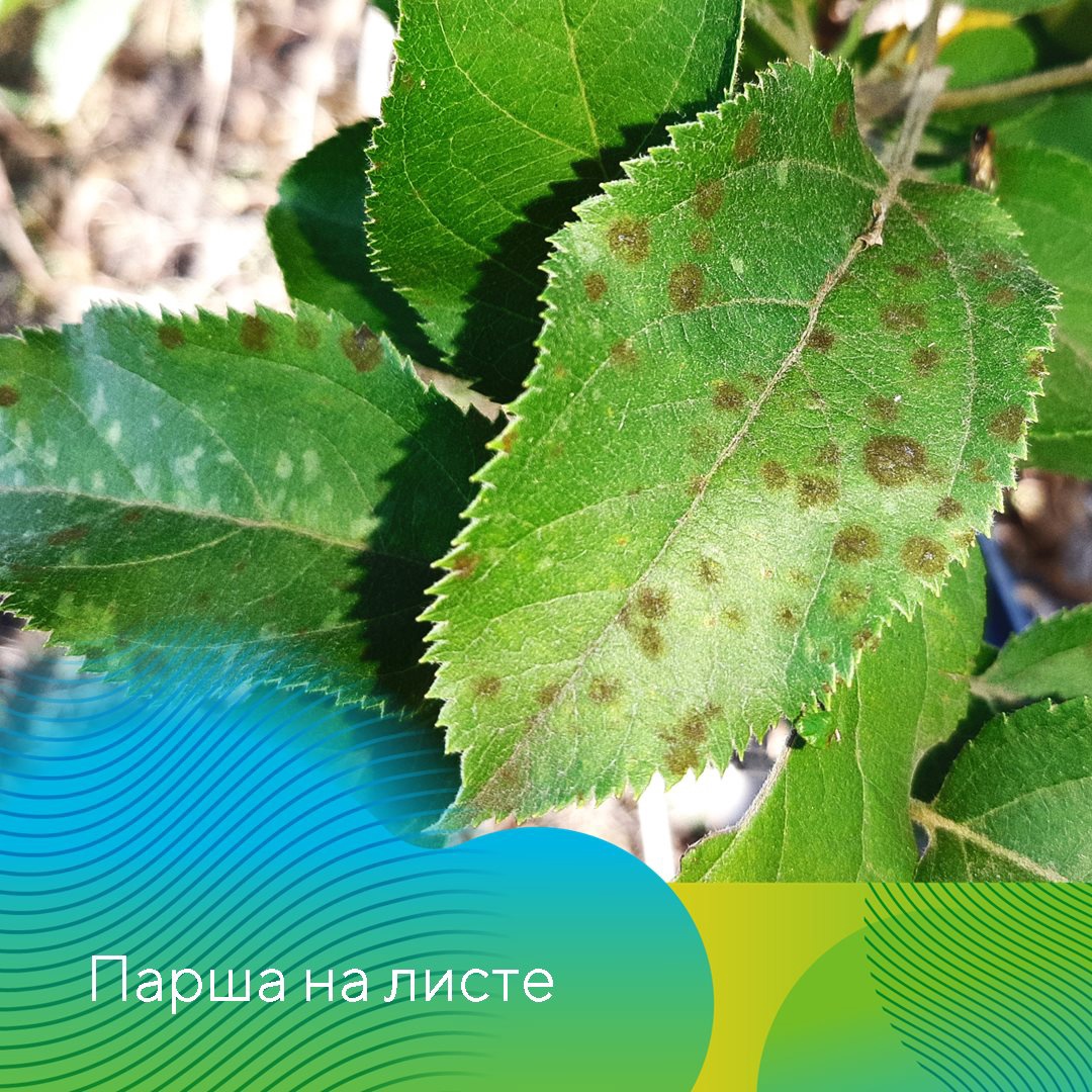 Ранневесенние обработки в садах 