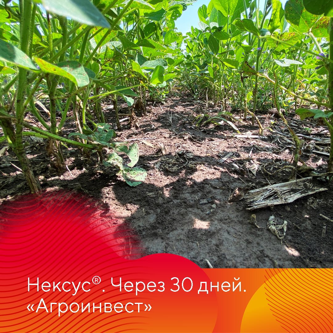 Испытание Нексуса на сое