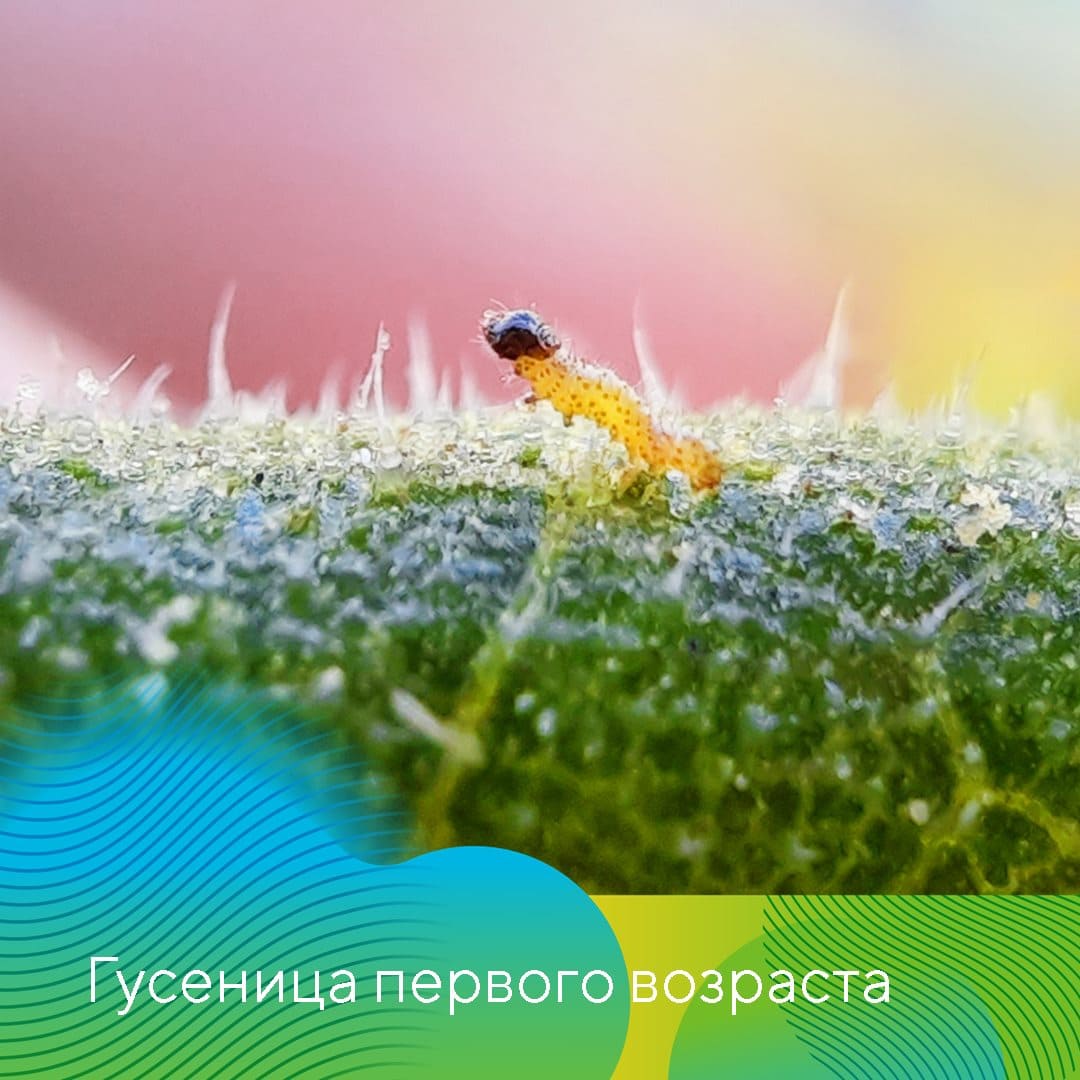 В борьбе с хлопковой совкой 01.23