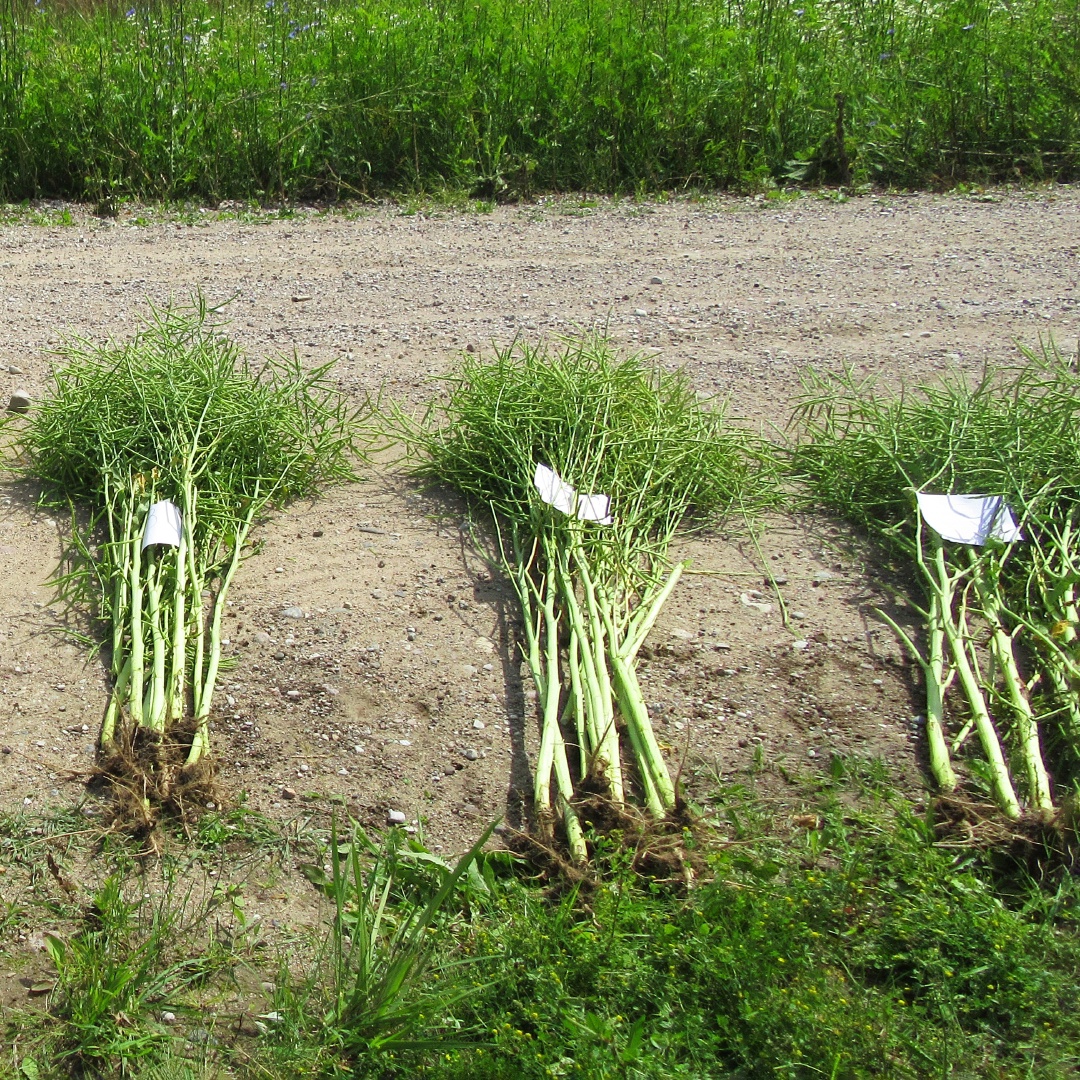 Для чего нужны регуляторы роста на рапсе весной