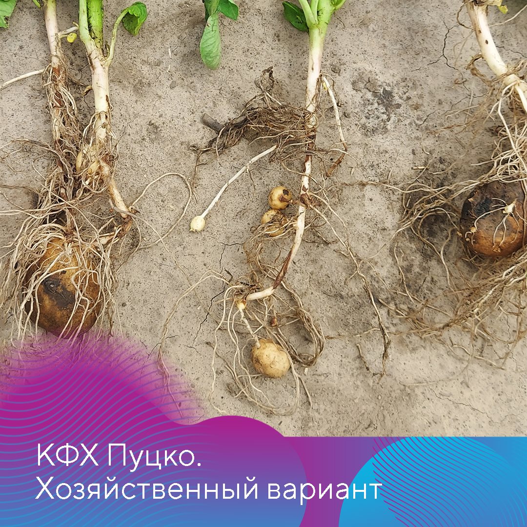 Идикум® 11.04