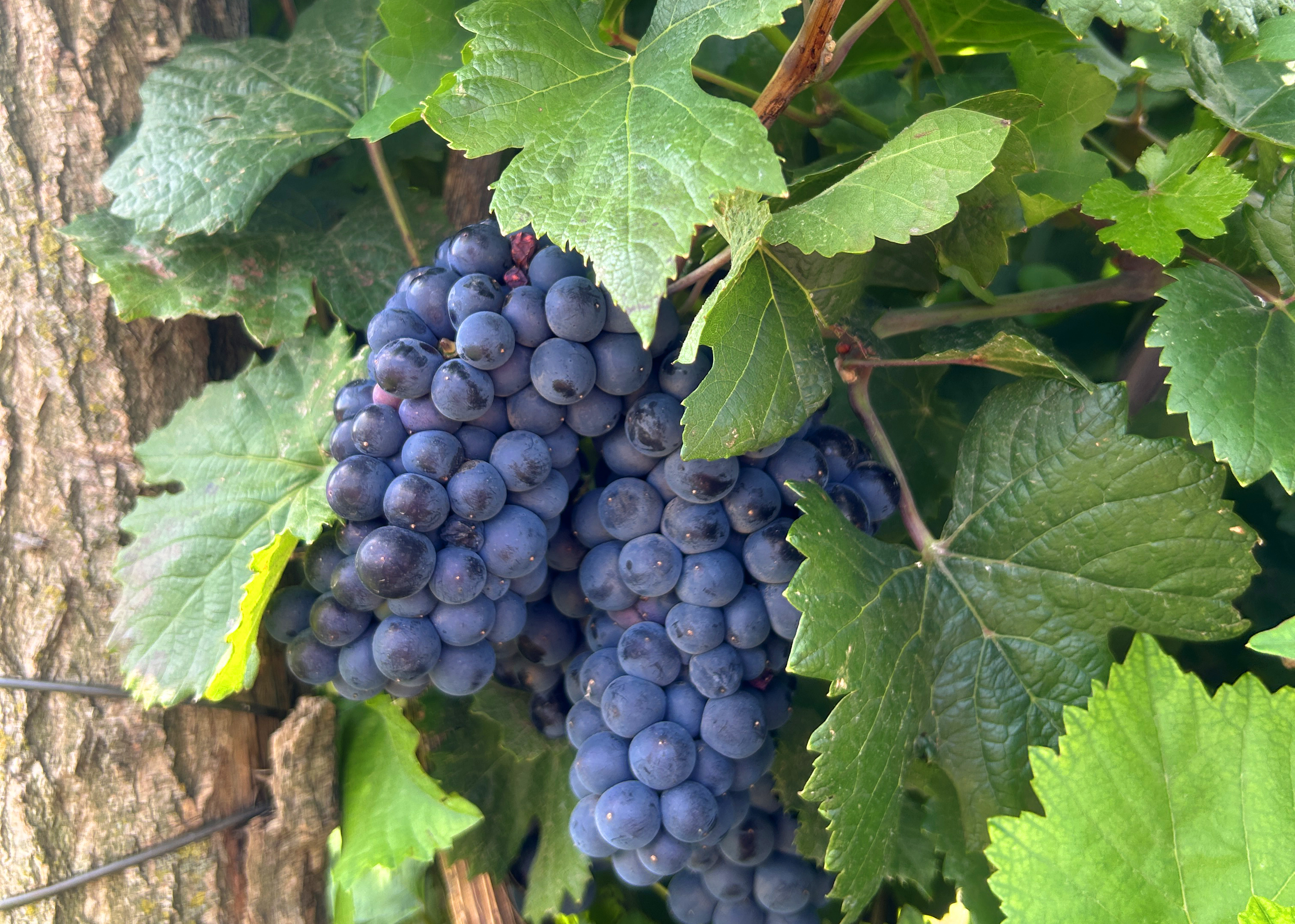 Пост 13.08.24 доп