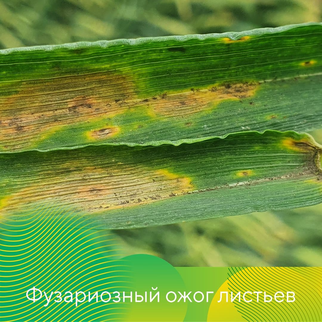 Менеджер-технолог «Августа» в с. Кочубеевском Ставропольского края Елена Шек