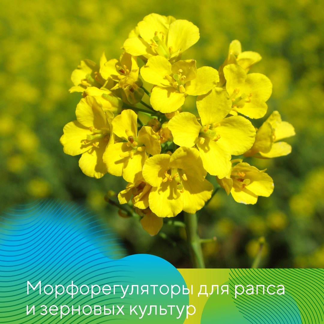 Пост 29.09.2026