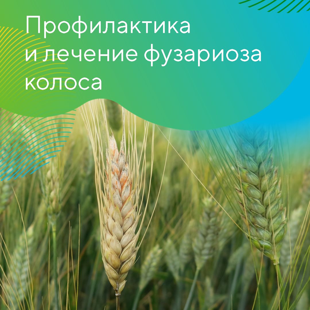 Для защиты пшеницы от фузариоза колоса