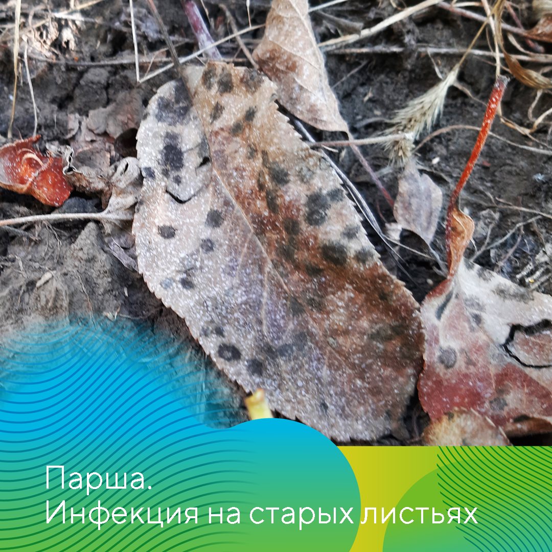 Рекомендации по защите садов в СКФО