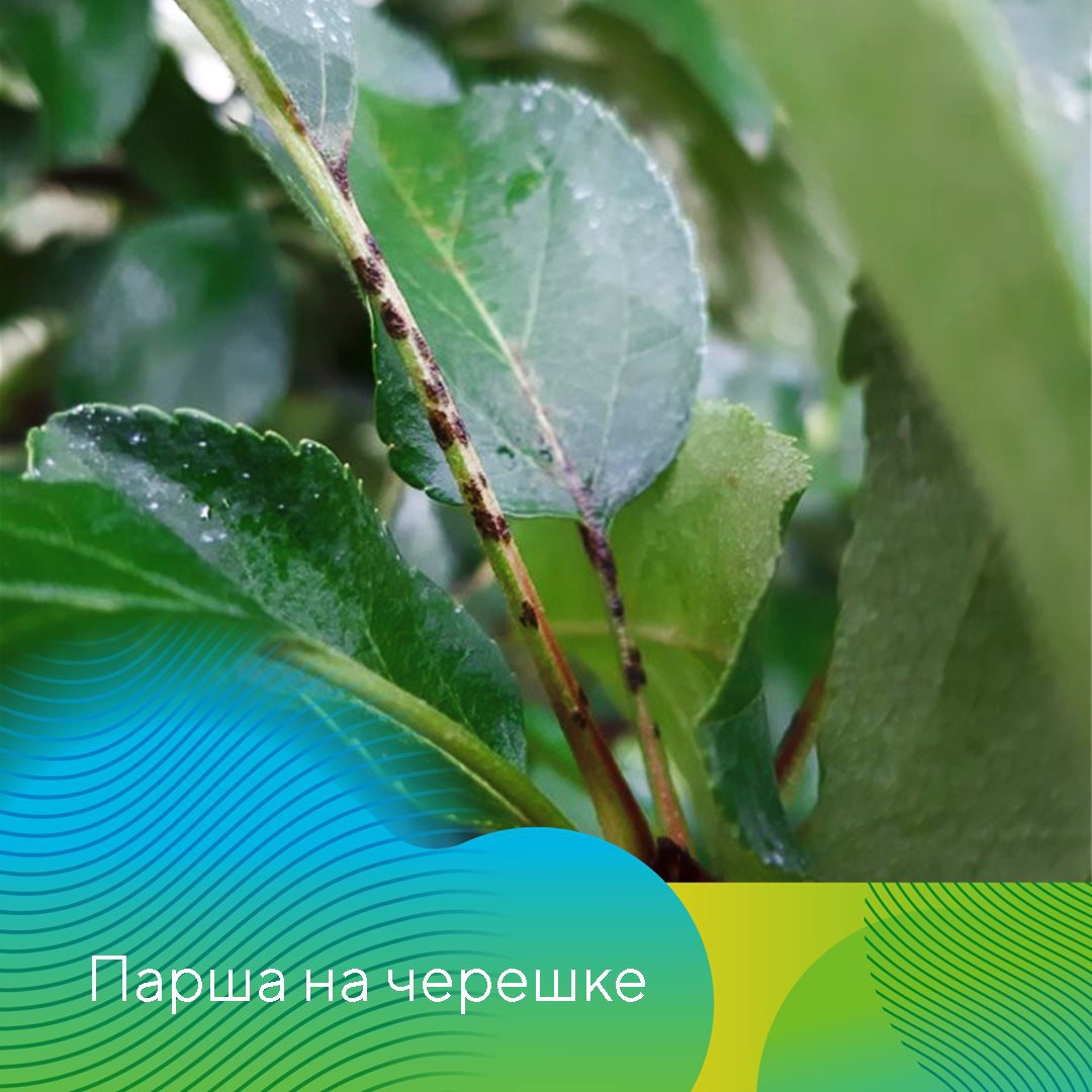 Ранневесенние обработки в садах 