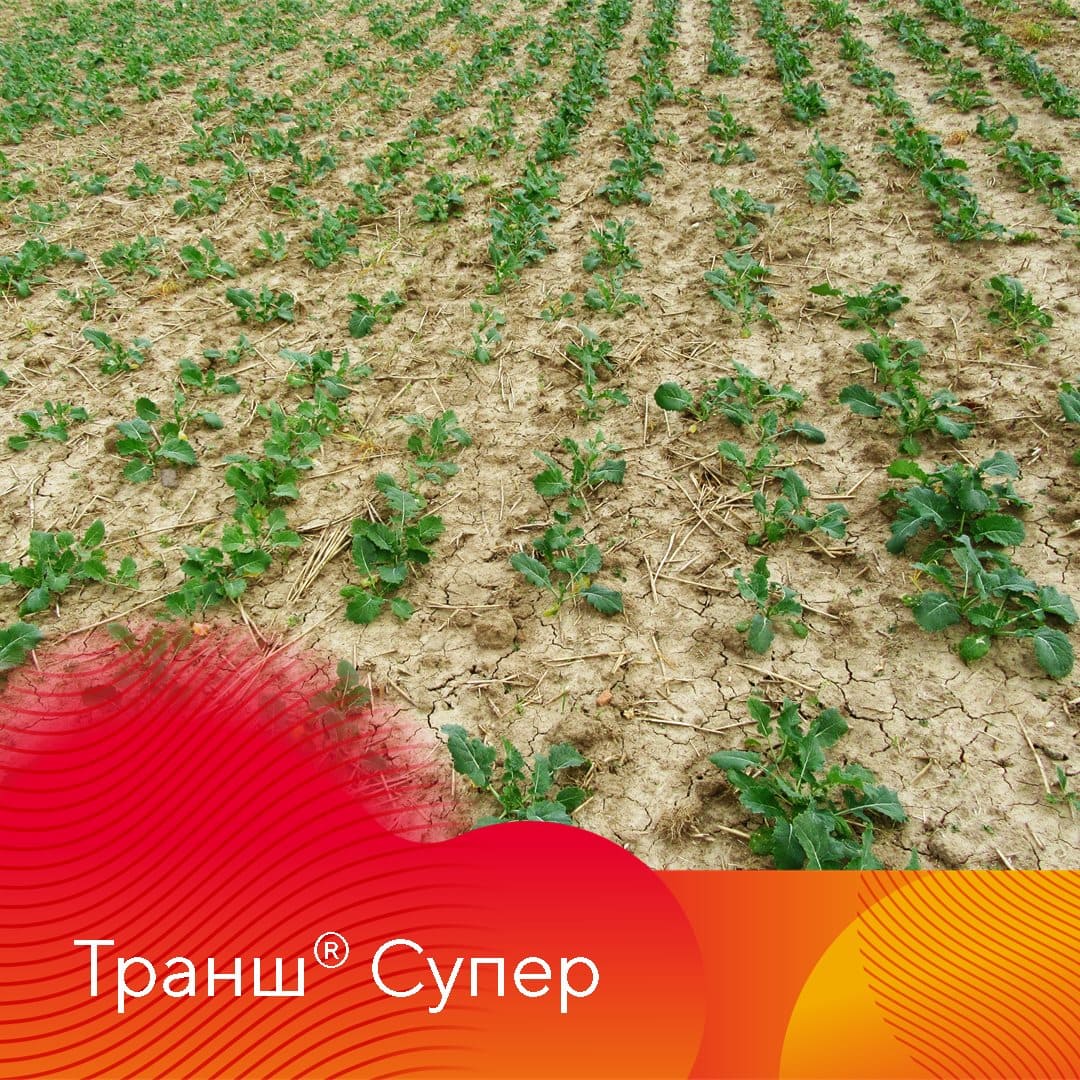 С сорняками на озимом рапсе важно разобраться как можно раньше