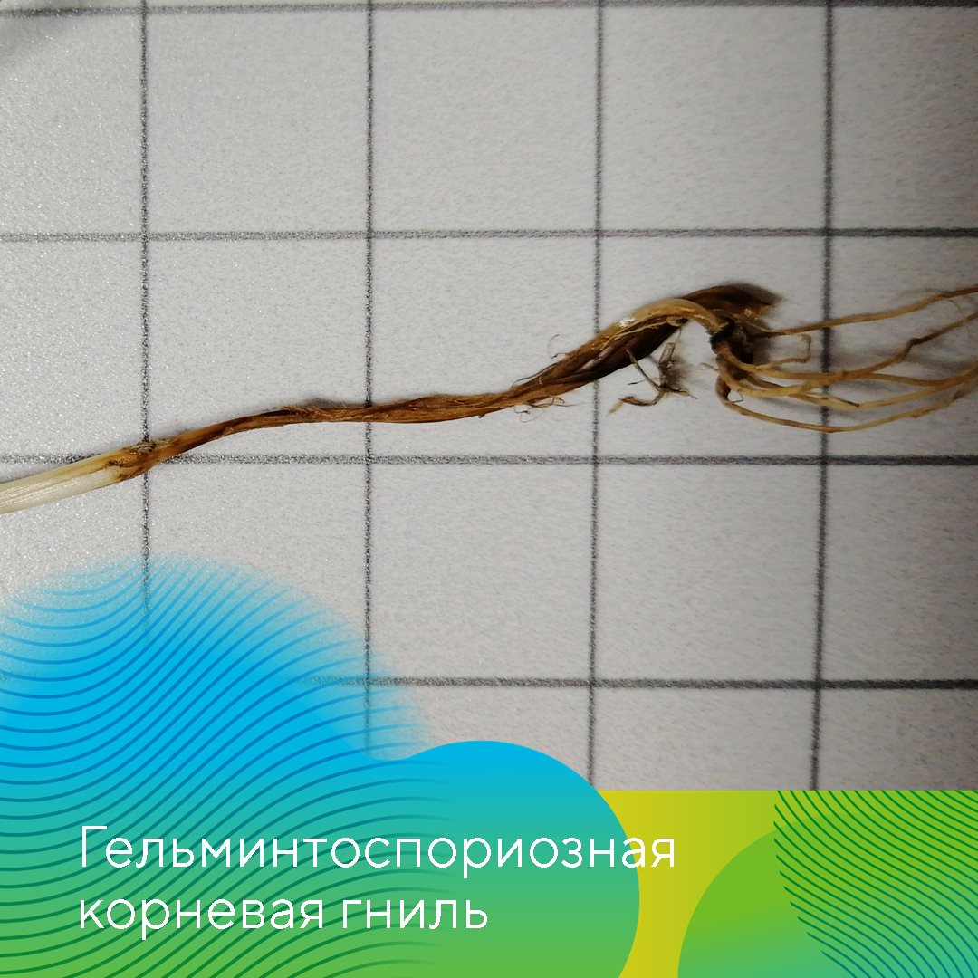  «АгроЛаборатория-Ливны» октябрь 2023