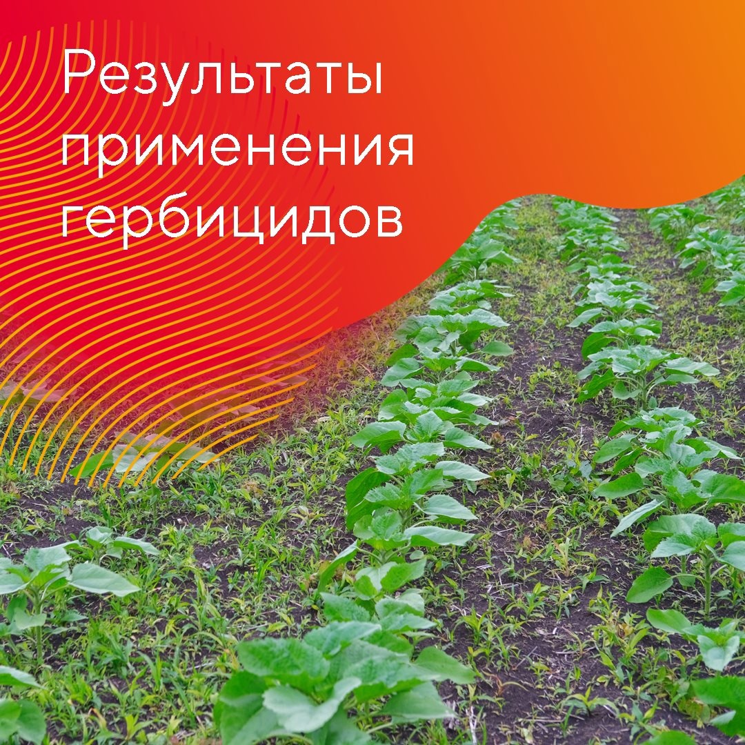 Оцените результаты применения «августовских» гербицидов на поле подсолнечника, устойчивого к трибенурон-метилу, в ООО «СП Ашкадарский»