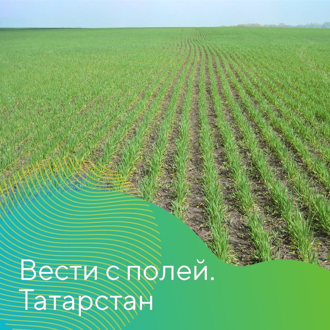 О состоянии озимых культур в Татарстане 2023 май
