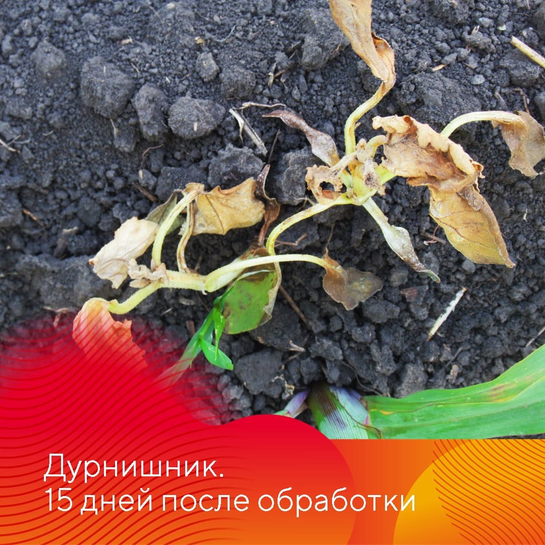 Фултайм® – новый трехкомпонентный гербицид для защиты кукурузы